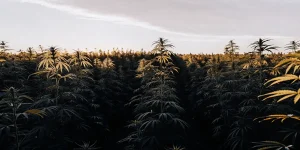 champ de cannabis en extérieur éclairé par la lumière dorée du coucher du soleil