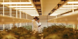 Deux chercheurs observent des plants de cannabis sous de puissants panneaux LED dans une installation de culture contrôlée.