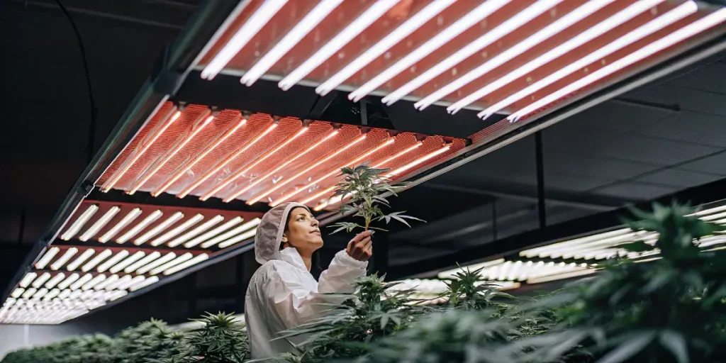Analyse du cannabis en culture intérieure par un chercheur sous éclairage LED, entouré de plantes en phase de croissance.