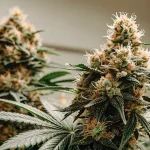Gros plan de fleurs de cannabis en pleine floraison avec pistils orange et trichomes brillants en culture intérieure.