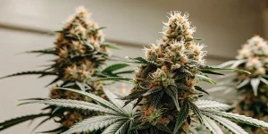Gros plan de fleurs de cannabis en pleine floraison avec pistils orange et trichomes brillants en culture intérieure.