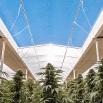 Culture de cannabis sous serre avec lumière naturelle filtrée et plantes en pleine floraison.