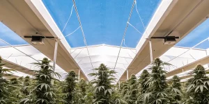Culture de cannabis sous serre avec lumière naturelle filtrée et plantes en pleine floraison.
