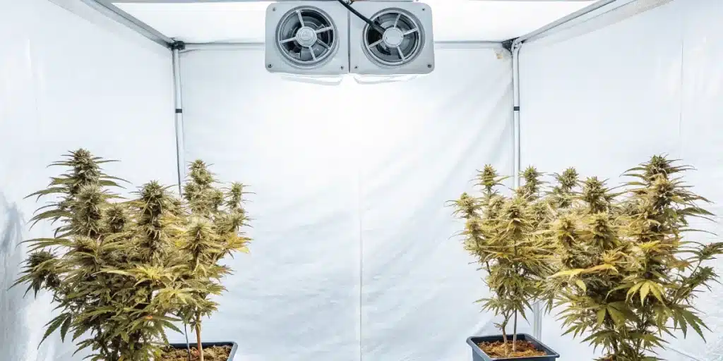 culture de cannabis Bubblegum Sherbet en intérieur sous lumière blanche.