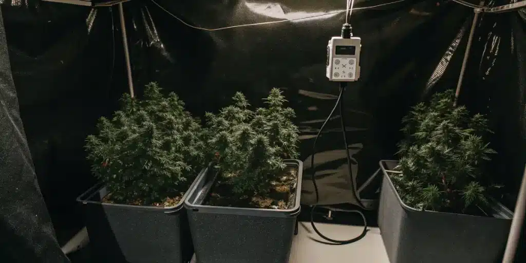 culture intérieure de cannabis avec plantes compactes et contrôle électronique.
