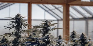Bourgeons résineux de cannabis poussant dans une serre moderne avec structure en bois et lumière diffuse.