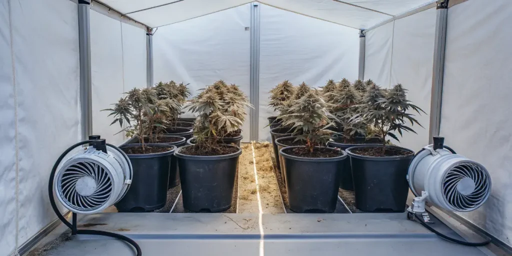 culture de cannabis sous serre avec ventilateurs et pots noirs alignés.