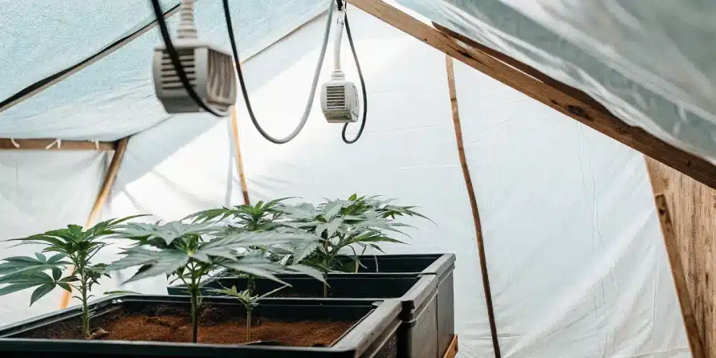 Jeunes plantes de cannabis cultivées sous tente avec chauffage suspendu pour un contrôle optimal du climat.