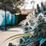 Culture de cannabis en extérieur avec fleurs résineuses et feuillage dense, alignée le long d’un chemin ensoleillé.