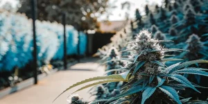 Culture de cannabis en extérieur avec fleurs résineuses et feuillage dense, alignée le long d’un chemin ensoleillé.