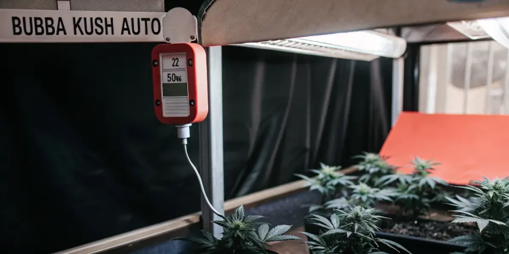 culture intérieure de Bubba Kush Auto avec capteur de température et d’humidité.