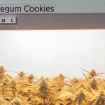 culture de cannabis Bubblegum Cookies en intérieur à 24°C et 50 % d’humidité.