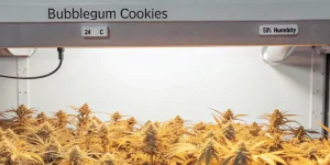 culture de cannabis Bubblegum Cookies en intérieur à 24°C et 50 % d’humidité.