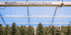 plants de Bruce Banner x Grapefruit Regular cultivés en serre sous toit bleu.