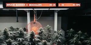 culture intérieure de Bruce Banner x Mochalope sous éclairage rouge avec ventilateur.