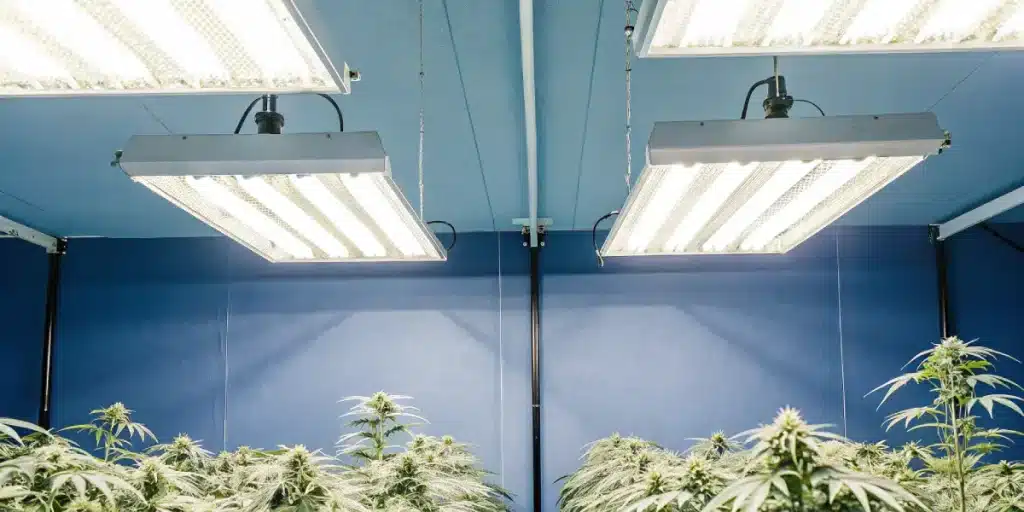 culture intérieure de cannabis sous éclairage blanc intense dans une chambre bleue.