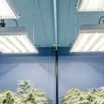 culture intérieure de cannabis sous éclairage blanc intense dans une chambre bleue.