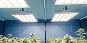 culture intérieure de cannabis sous éclairage blanc intense dans une chambre bleue.