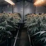 installation moderne de culture intérieure de cannabis avec lumières LED.