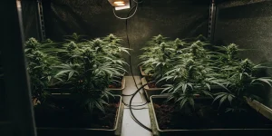culture intérieure de cannabis sous lumière chaude avec plusieurs plants en pots rectangulaires.