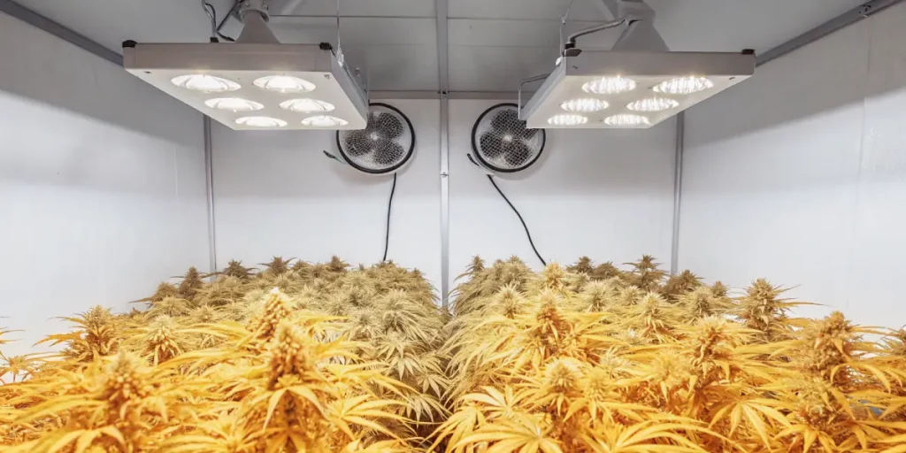 culture intérieure de cannabis sous lumière LED orange avec fleurs mûres prêtes à la récolte.