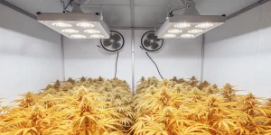 culture intérieure de cannabis sous lumière LED orange avec fleurs mûres prêtes à la récolte.