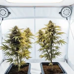 culture intérieure de cannabis avec lumière blanche et système de ventilation.