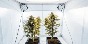culture intérieure de cannabis avec lumière blanche et système de ventilation.
