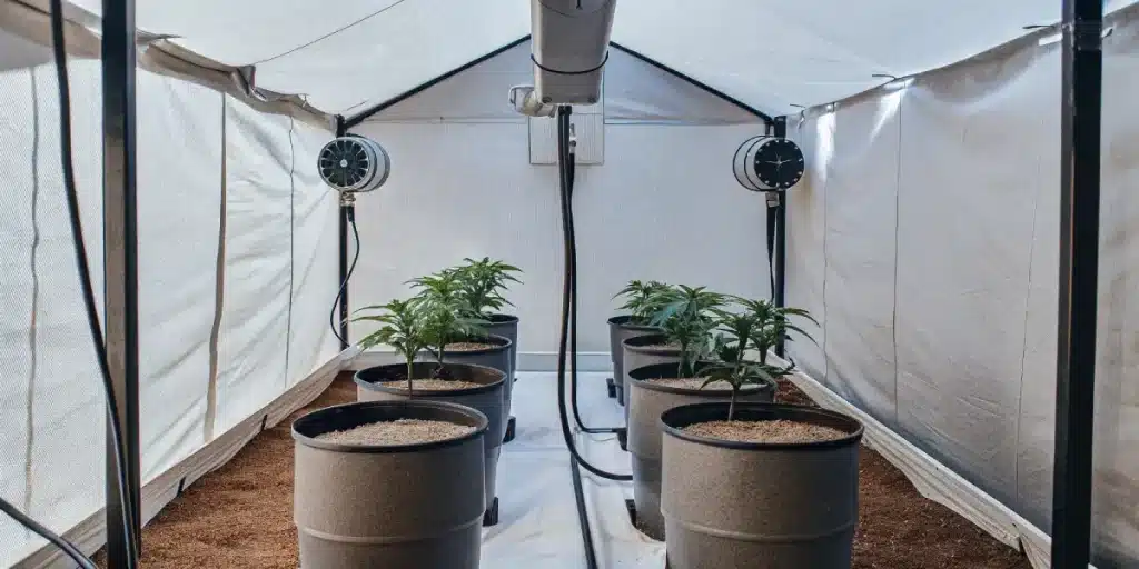 Culture intérieure de cannabis avec pots alignés sous tente et système de ventilation latérale.