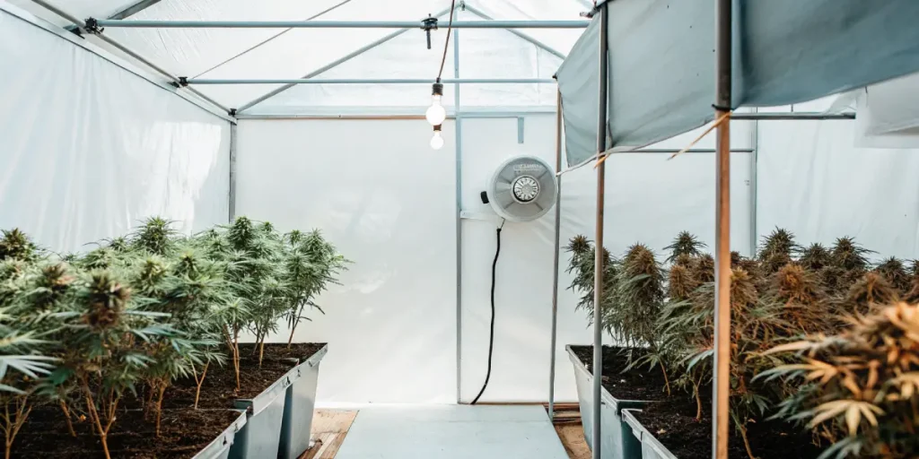 serre intérieure de cannabis blanche avec système de ventilation.