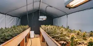 Culture intérieure de cannabis dans une tente équipée de lampes horticoles et rangées de plantes en floraison.