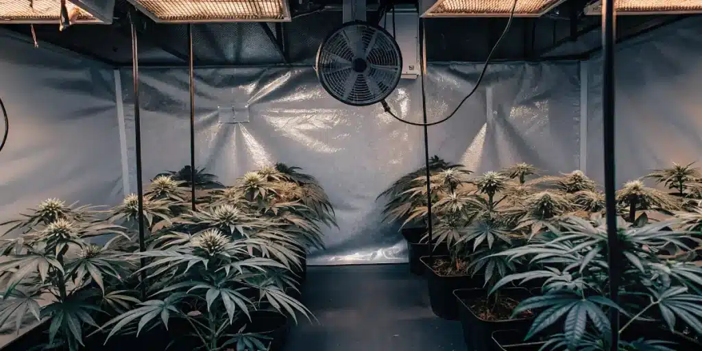 culture intérieure de cannabis avec ventilation et éclairage LED argenté.