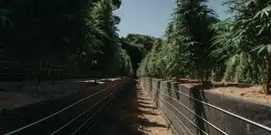 ferme de cannabis extérieure avec des rangées de plantes vertes sous un ciel bleu clair