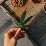 Main tenant une feuille de cannabis au-dessus d’un plateau en bois rempli de baies de goji et de noix.