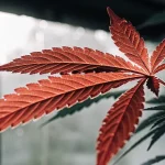 Feuille de cannabis rouge éclairée naturellement en culture intérieure, avec nervures nettes et texture végétale détaillée.