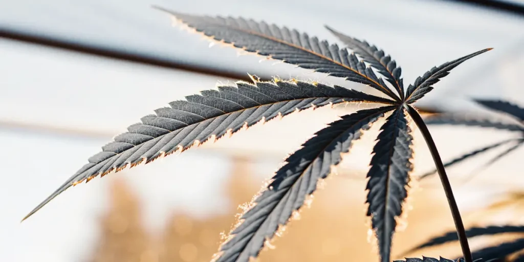 Feuille de cannabis sombre sous lumière naturelle avec trichomes visibles et contours dentelés bien définis.