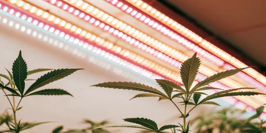 Gros plan sur des feuilles de cannabis éclairées par des lampes LED en culture intérieure