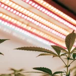 Gros plan sur des feuilles de cannabis éclairées par des lampes LED en culture intérieure