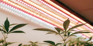 Gros plan sur des feuilles de cannabis éclairées par des lampes LED en culture intérieure
