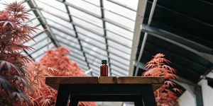flacon d’antioxydants placé sur une table en bois dans une serre de cannabis à feuilles rouges, éclairée par la lumière naturelle