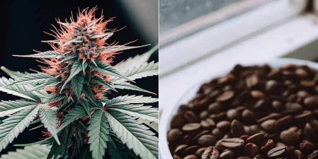 Gros plan d’une fleur de cannabis orange vibrant à côté d’un bol de grains de café.