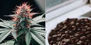 Gros plan d’une fleur de cannabis orange vibrant à côté d’un bol de grains de café.