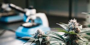Fleurs de cannabis analysées en laboratoire sur une surface technique avec équipements scientifiques en arrière-plan.