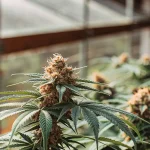Fleurs de cannabis en floraison cultivées dans une serre, avec lumière naturelle et feuillage vert détaillé.
