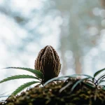 Gros plan d’une graine de cannabis robuste poussant sur de la mousse en forêt, éclairée par une lumière douce.