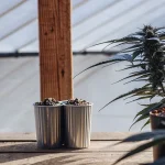 Graines de cannabis sélectionnées placées dans des pots métalliques sur une table en bois à l’intérieur d’une serre lumineuse.