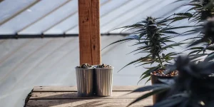 Graines de cannabis sélectionnées placées dans des pots métalliques sur une table en bois à l’intérieur d’une serre lumineuse.