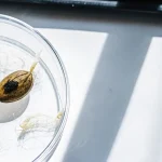 Graines de cannabis germées dans une boîte de Petri avec racines visibles sous lumière naturelle