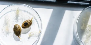 Graines de cannabis germées dans une boîte de Petri avec racines visibles sous lumière naturelle