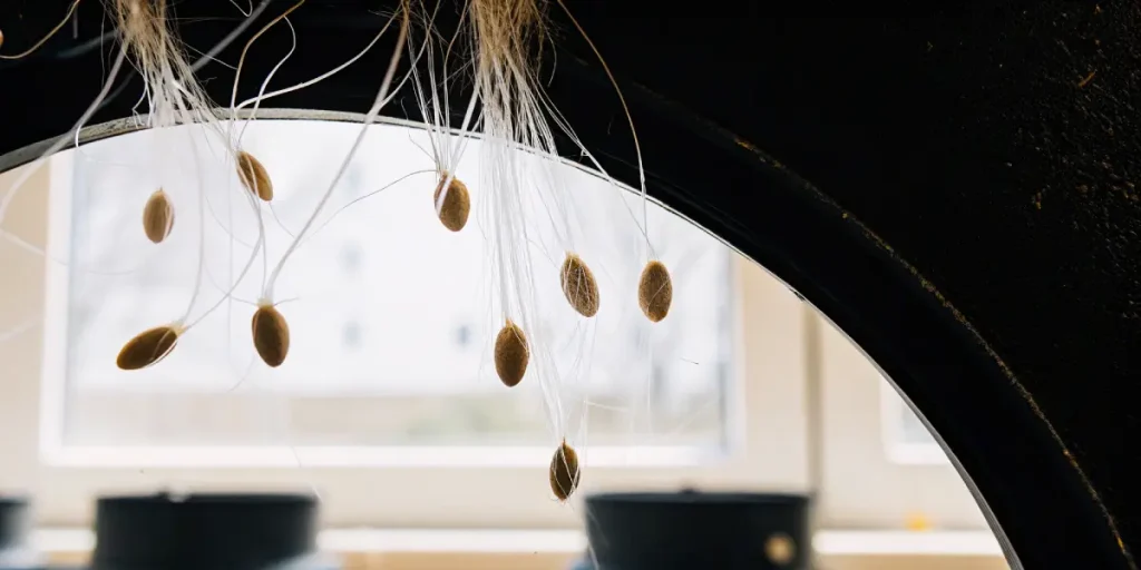 Graines de cannabis en cours de germination avec des racines aériennes visibles dans un environnement contrôlé
